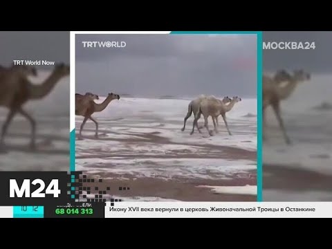 В Сахаре верблюдов засыпало снегом - Москва 24