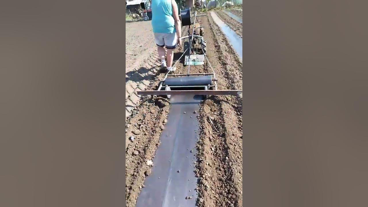 Postavljanje folije za bostan (ravan banak) - - Plastic mulch layer ...