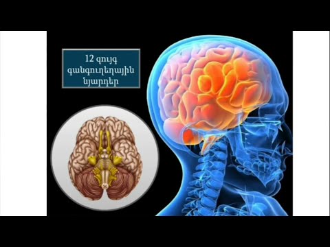 🧠Ռեֆլեքս ։ Ռեֆլեքսային🧪 աղեղ։Ողնուղեղ։🧠Գլխուղեղ🧠