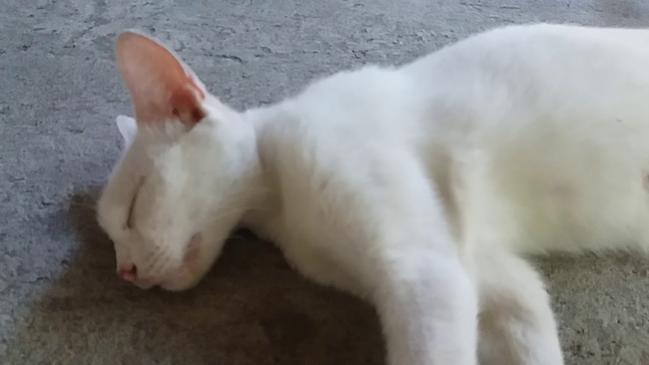 Pregnant Cat Resting 