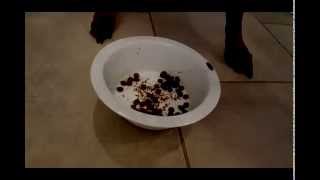 Diesel Devours Nutrish Zero Grain Dog Food