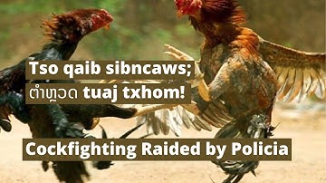 Translate song #4: Cockfighting raided by the Police|Tso qaib sib caws raug tubceevxwm txhom