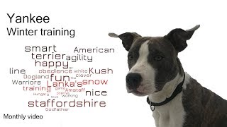 Super American Staffordshire Terrier - 7 Months Old Puppy Dog Training