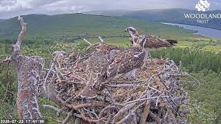 Almost ten hours after the first fish Louis the Loch Arkaig Osprey brings a second trout 23 Jul 2026