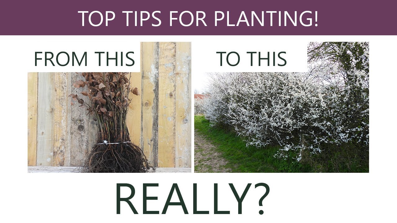 How to Plant a Bareroot Native Country Hedge: Ashridge Nurseries - YouTube