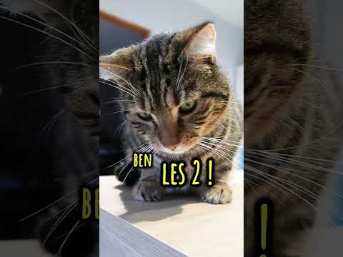 Pain au chocolat ou chocolatine Petitou ?  #chat #shortswithzita #humour