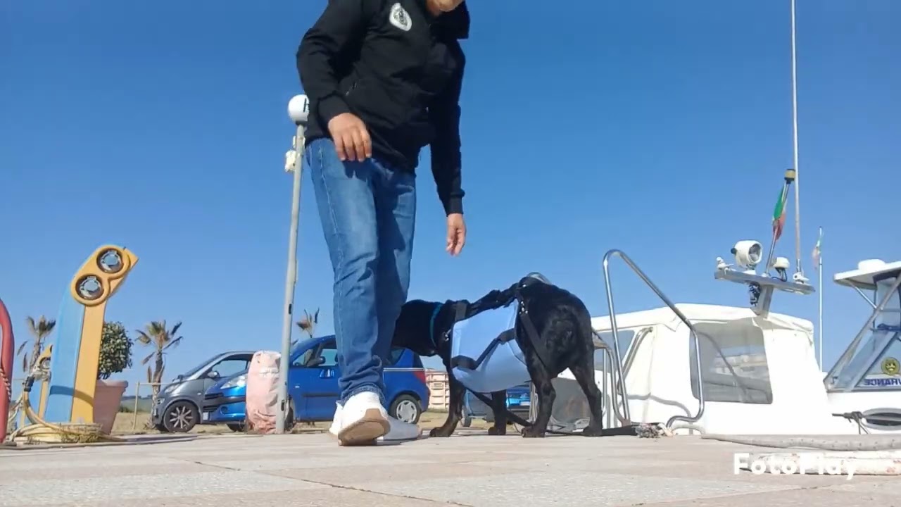 ⁣Come faccio salire il mio cane Oscar di 30 kg in barca