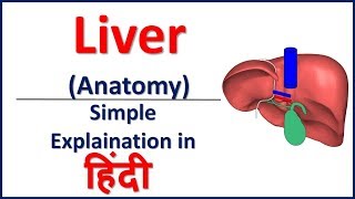 Anatomy of Liver simple explaination in Hindi | Bhushan Science