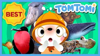 Unusual Series Compilation😲 Actual images of unique creatures Animal Song Kids Song TOMTOMI