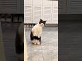 Cat, Do You Even Know Who We Are?! 😹🐱😎👑 #cat #catvideos #funny #youtubeshorts #shorts #comedy