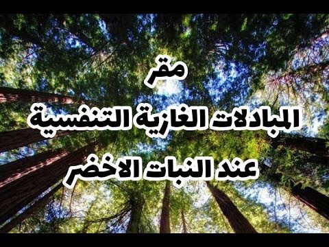 الدرس 21 مقر المبادلات الغازية التنفسية عند النباتات الخضراء صفحة 79 علوم طبيعية سنة أولى متوسط