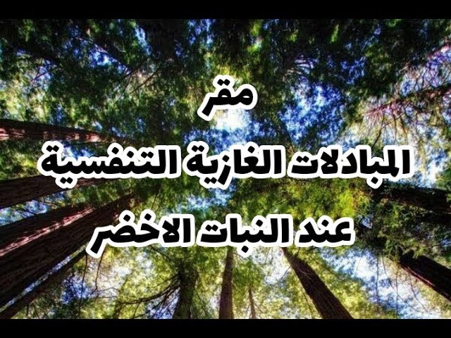 الدرس 21: مقر المبادلات الغازية التنفسية عند النباتات الخضراء صفحة 79 علوم طبيعية سنة أولى متوسط