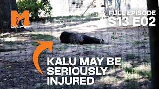 Kalu is Held for Ransom | Season 13 Episode 2 | Full Episode | Monkey Life