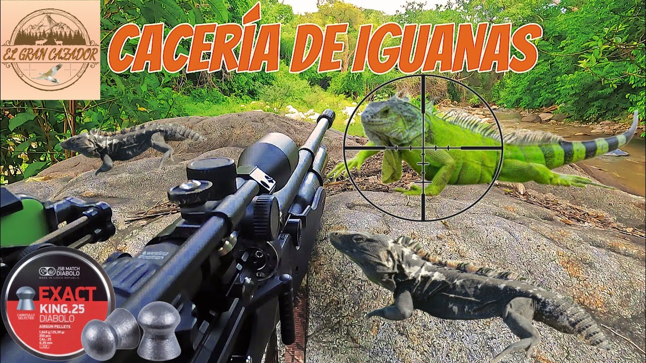 Caceria de IGUANAS 🦎con RIFLE De Aire  ¡Gran Caceria En El Rio!