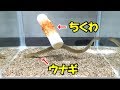 ウナギに竹輪を与えた結果！驚きの行動！【ウナギ飼育１周年記念動画】ウナギ竹輪Ver.ｼｮｰﾄ