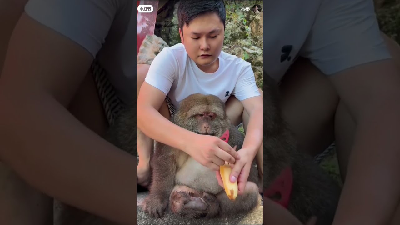 KIND MAN FEEDS HUNGARY MONKEY Shorts Facts