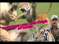 Tiger King: TOP 10 tiger &amp; lion attacks including footage of JOE EXOTIC!