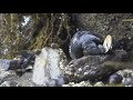 Maine scientists look into disappearance of blue mussels from coastlines
