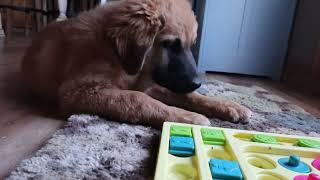 it's a puzzle #cutepuppy  #cutestpuppyever