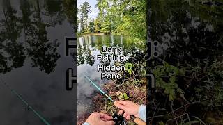 Hidden Pond Fishing with a Wacky Rig #fishing #bassfishing #pondfishing #bankfishing