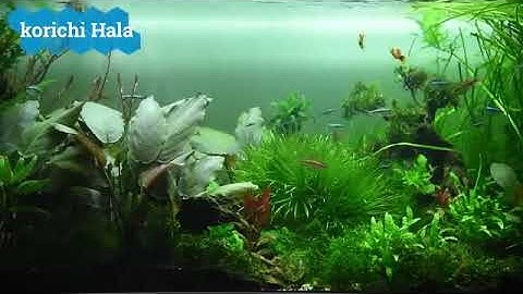 سورة ق مكررة 7 مرات لردع القرين و دفع أذاه باذن الله اسمعها كل يوم حتى تبطل تسلط القرين يا الله