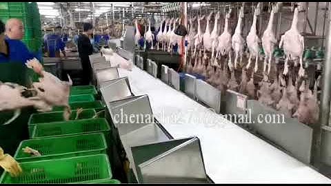 Whole Chicken meat Chicken Feet Chicken Claw Sorting Machine Grading Machine Weight Sorter