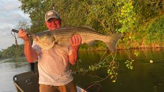 20 Plus Pound River Striper Lost Pond Fishing