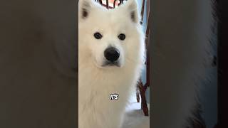 Every time is a snoozy time#shorts #samoyed #dog #cute #funny