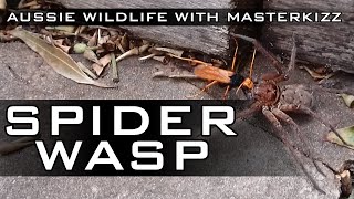 Australian Spider Wasp - With backyard wildlife expert Masterkizz
