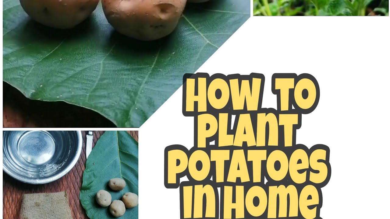 How to plant potatoes in home garden💡👌 YouTube