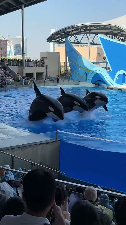 挑战你的想象力!上海海昌海洋公园藏着个’鲸’人巨兽 6吨重7.5米长到底有多大?#上海海昌海洋公园 #上海海昌海洋公园假期攻略 #上海旅游攻略 #亲子乐园 #魔都打卡指南