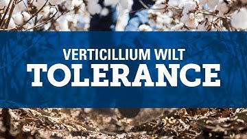 Understanding Verticillium Wilt