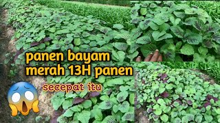 Panen bayam merah di umur 13H