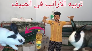 تربيه الأرانب فى الصيف وطريقه تخفيض درجه الحراره المرتفعه