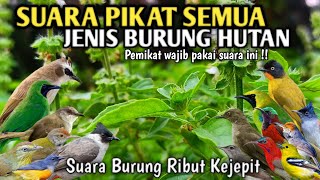 SUARA PIKAT BURUNG RIBUT KEJEPIT PALING AMPUH