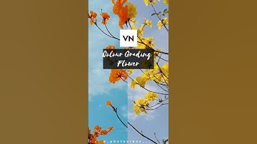 Colour Grading in VN | Flower photo editing 😍 #shorts #shortvideo #cinematicshots #colourgrading