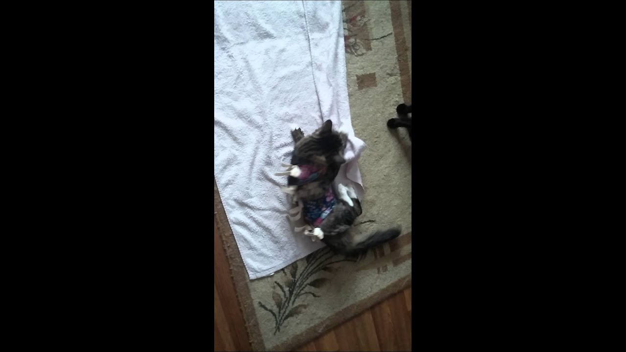 Кошка после наркоза (cat after anesthesia) Продолжение (Part 3)