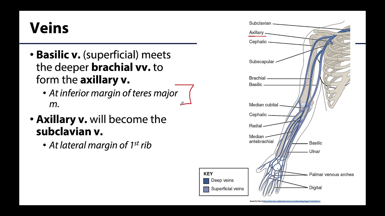 Upper Limb - Neurovasculature 