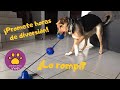 ¿Funciona el juguete succión? A prueba de mix de beagle - Suaves Vlogs 5