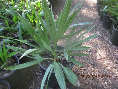 Video: Serenoy Palm, Or Serenoa