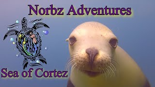 Diving the Sea of Cortez, April 2019 (4K)