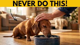 10 Deadly Dachshund Feeding Mistakes Vets Warn About (Don't Ignore #9)