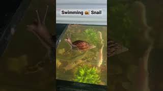 Big Snail ? Swimming snail bigsnail swimming seacreatures