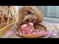 Life with a Maltipoo 🐾 Sunday vlog 🧸🌧️ rainy day walk & simple celebration 🤎🎂🍩