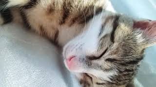 Kedi Mırlaması