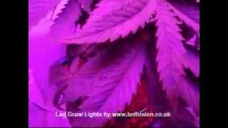 Led Grow Lights - Euforia Update#4