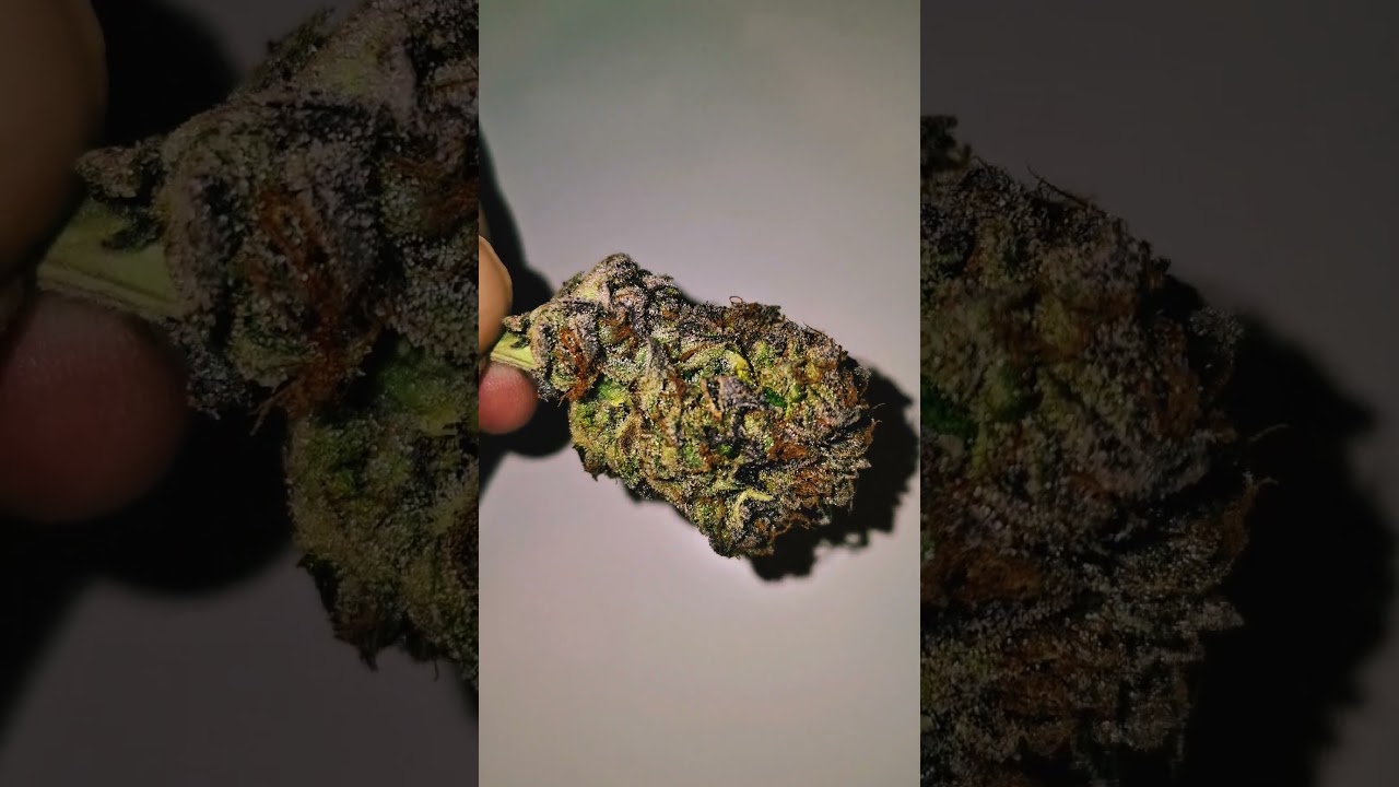 Studio54 by DeepEast & Doja - Wet Trim 