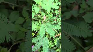 Conoces el moribibi o dime cómo le llaman en tu país #plantas #naturales