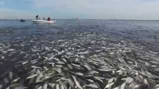 Bunker Mayhem: Blue Fish Attack Huge School of Bunker