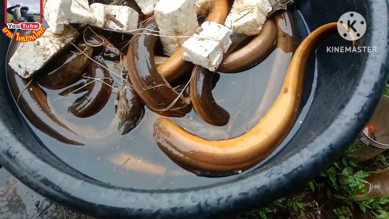 #ใส่เบ็ดปลาไหล นี่มันดงปลาไหลชัดๆ